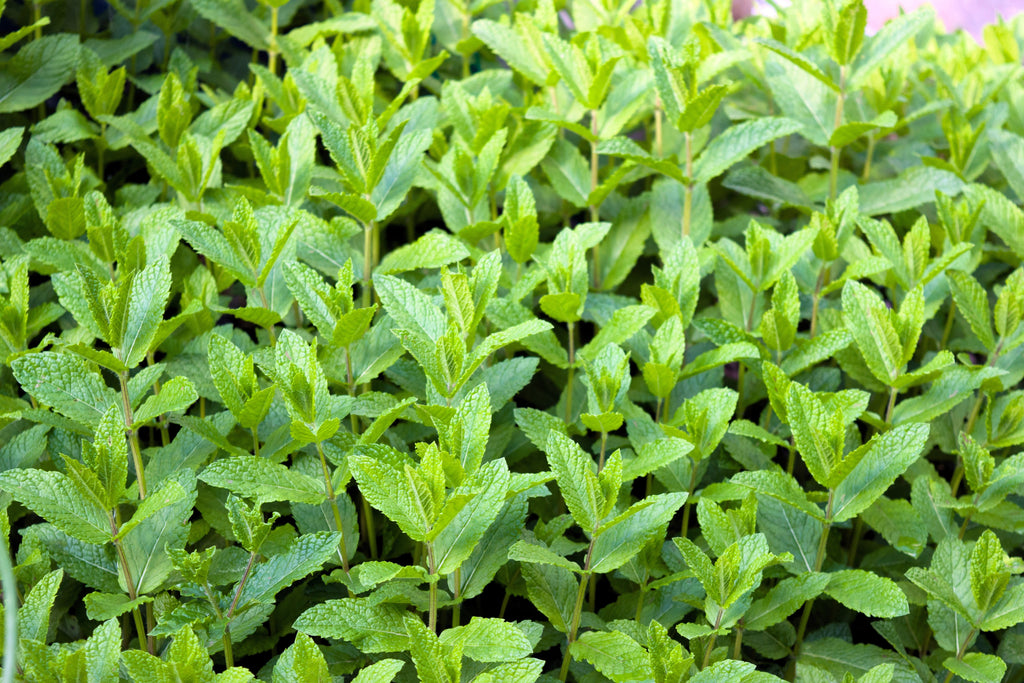 500 SPEARMINT (English Mint) Mentha Spicata Herb Flower Seeds