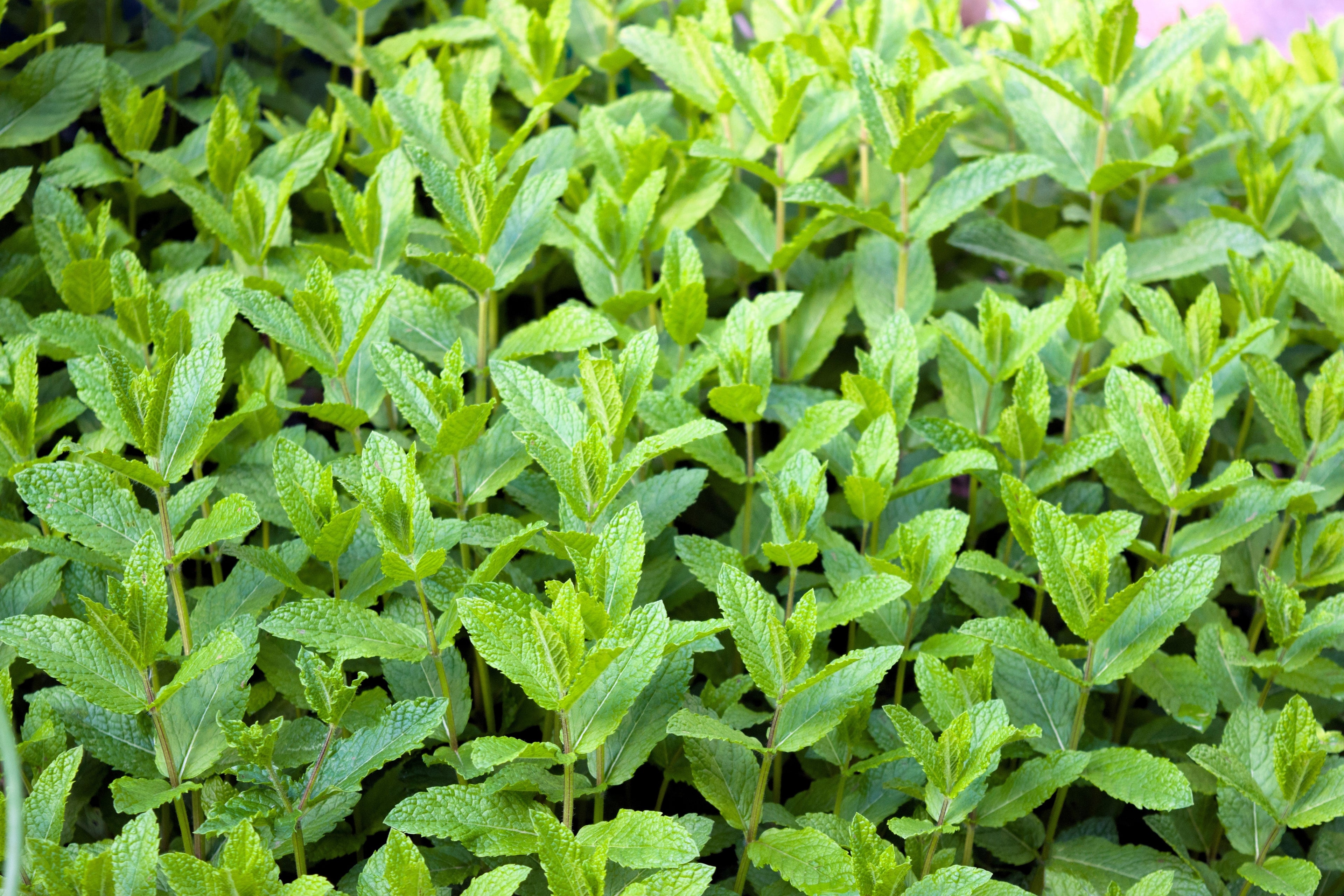 500 SPEARMINT (English Mint) Mentha Spicata Herb Flower Seeds