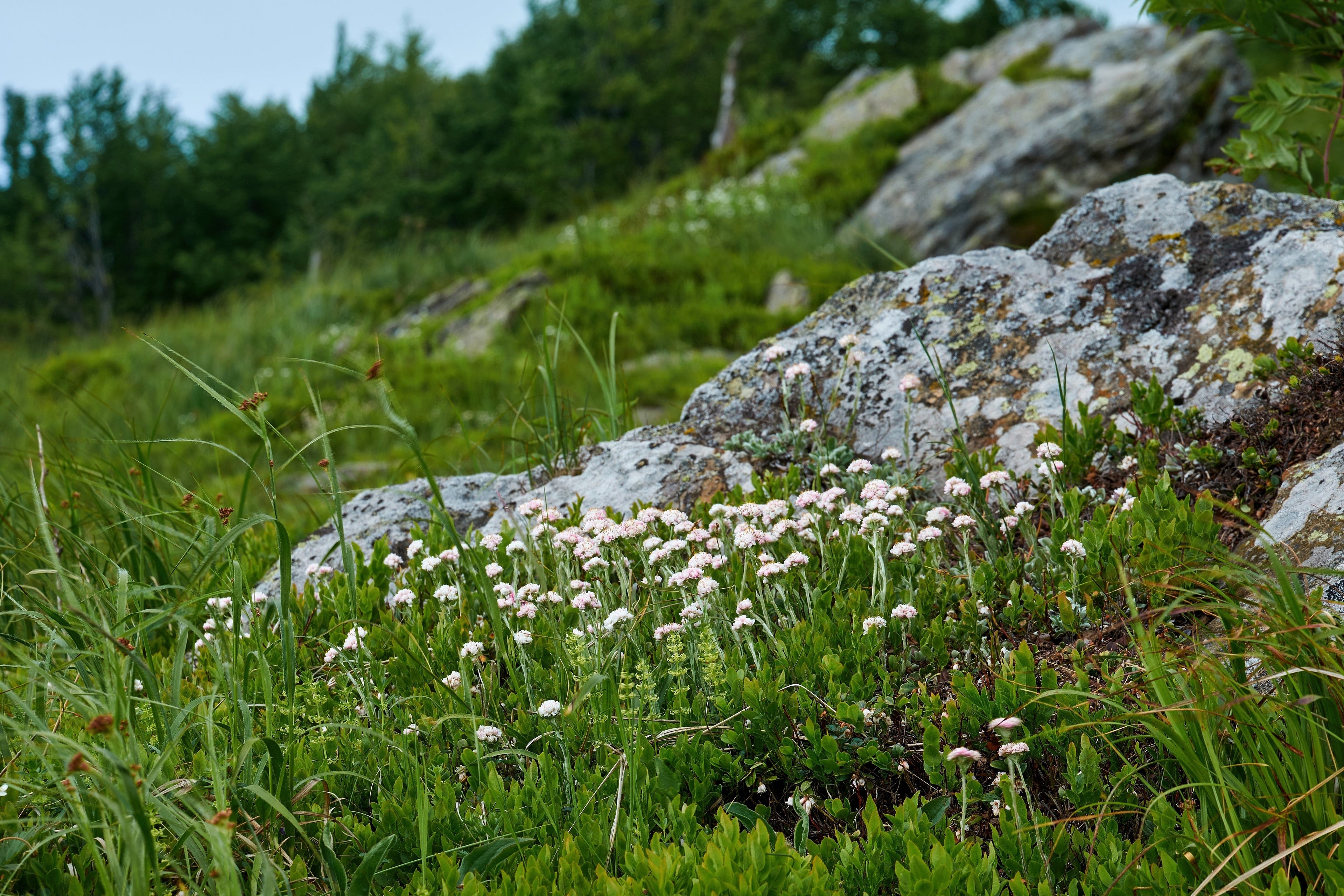 150 White PUSSYTOES Cats Paws Antennaria Flower Seeds