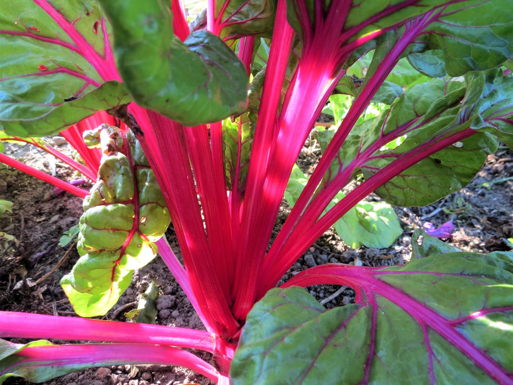 40 PINK LIPSTICK SWISS CHARD Vegetable Seeds Perpetual Spinach Beta Vulgaris Seeds