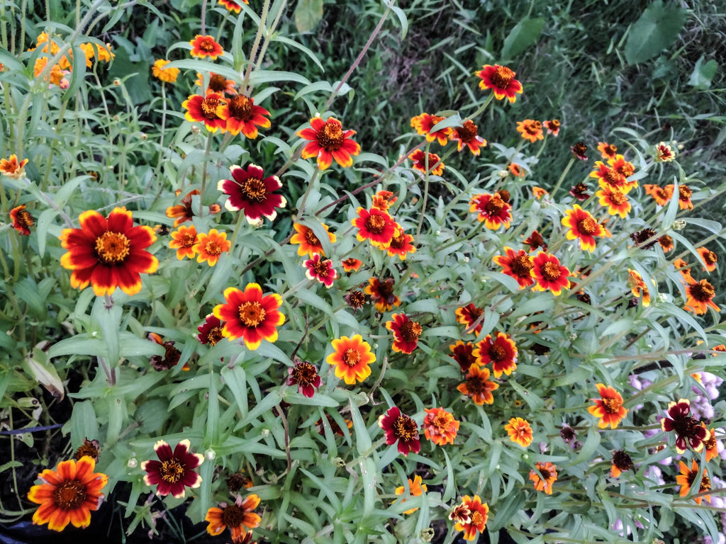 75 Mixed Colors PERSIAN CARPET ZINNIA Zinnia Haageana Flower Seeds