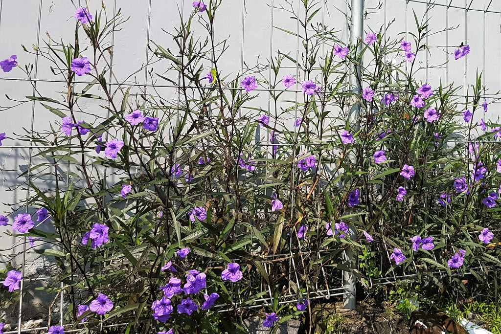 100 Blue Purple FRINGELEAF PETUNIA Wild Ruellia Humilis Perennial Native Flower Seeds