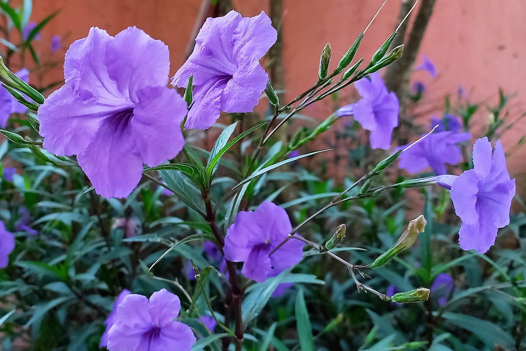 100 Blue Purple FRINGELEAF PETUNIA Wild Ruellia Humilis Perennial Native Flower Seeds