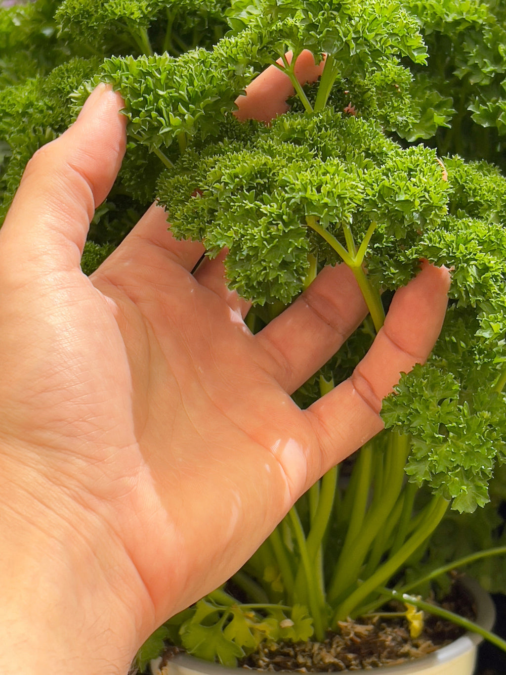 1500 TRIPLE CURLED PARSLEY Petroselinum Hortensis Herb Vegetable Seeds