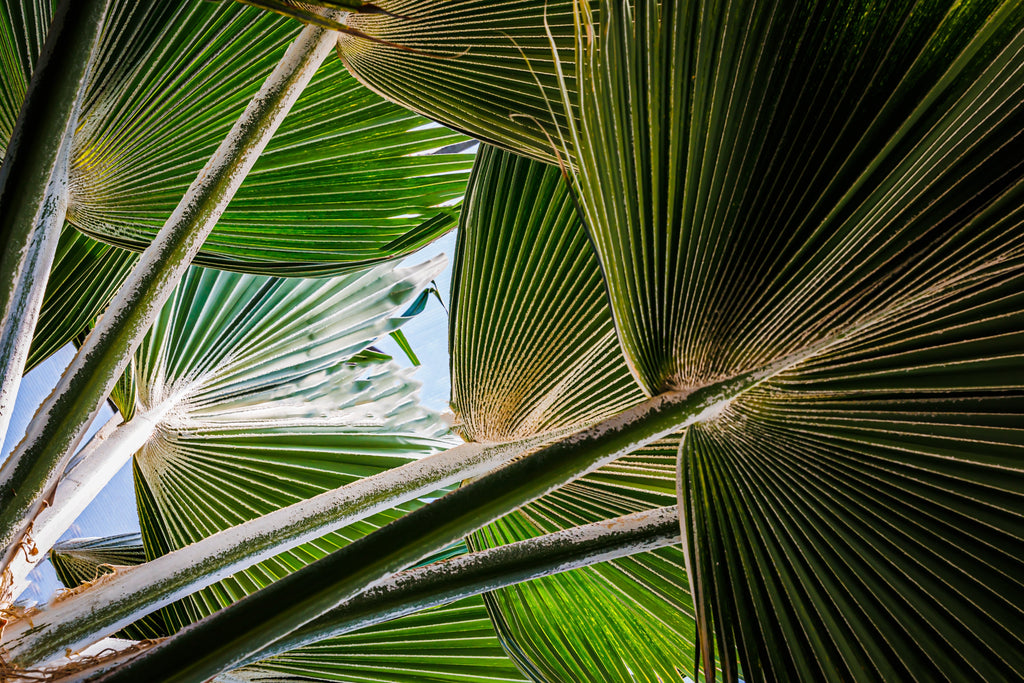 30 CALIFORNIA FAN PALM Tree Petticoat Arizona Desert Washingtonia Filifera Seeds