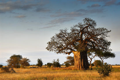 1000 BULK African BAOBAB TREE Adansonia Digitata Monkey Bread Judas Fruit Seeds