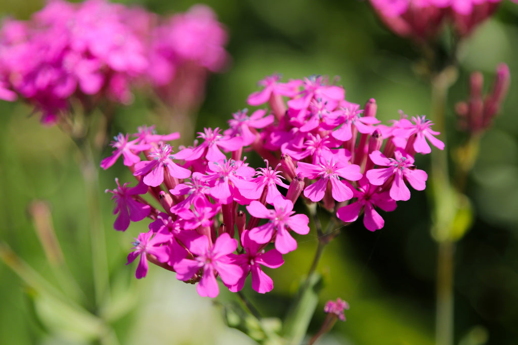1000 TALL CATCHFLY (Campion / None So Pretty) Silene Armeria Pink Flower Seeds