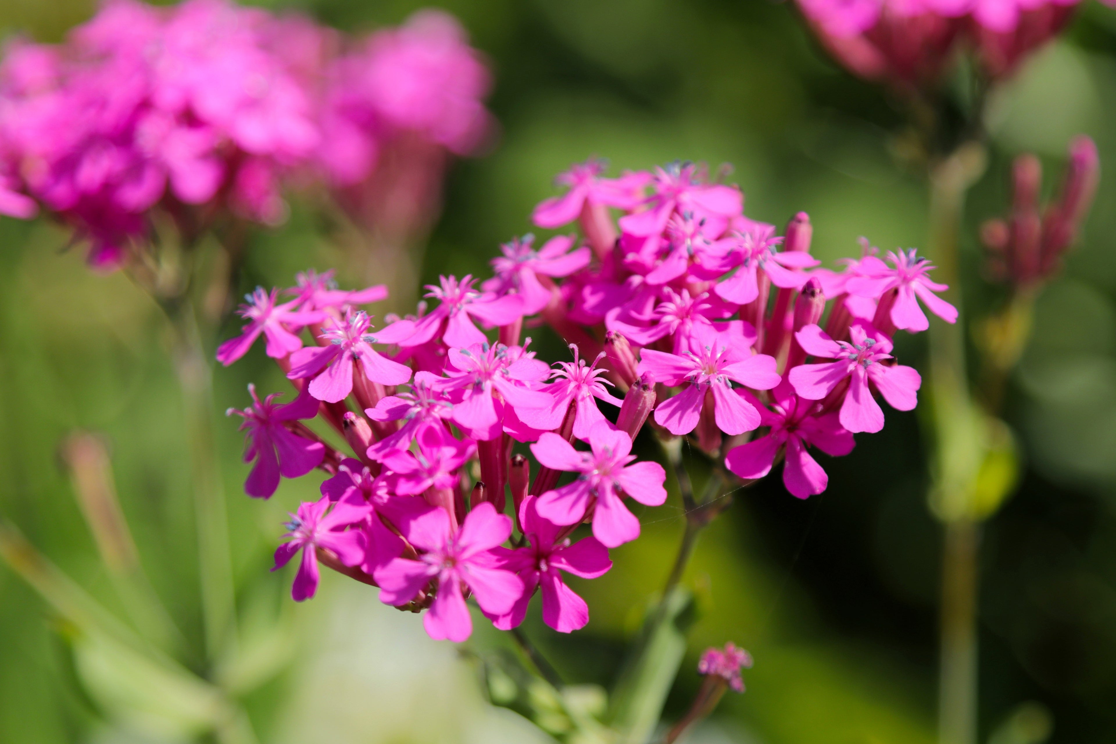 1000 TALL CATCHFLY (Campion / None So Pretty) Silene Armeria Pink Flower Seeds