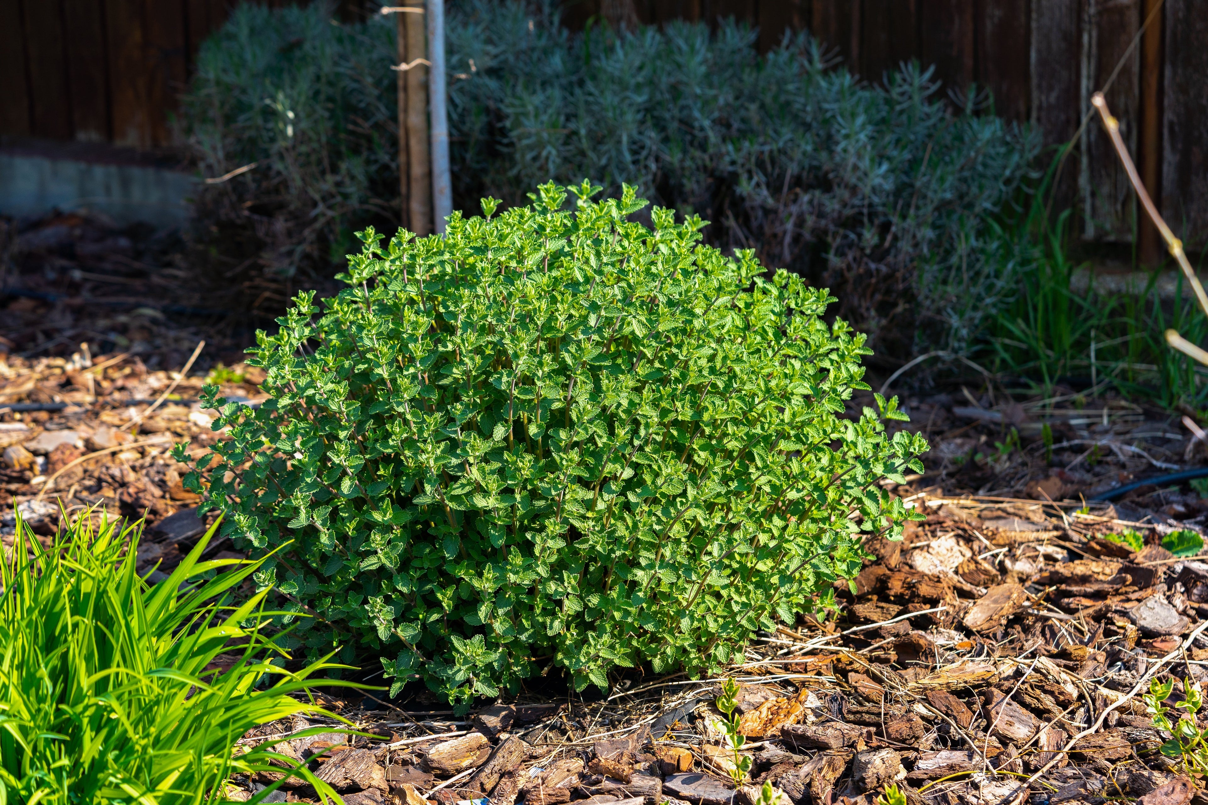 50 PERSIAN CATMINT Mussins Nepeta Racemosa Flower Seeds