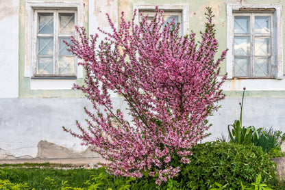 5 DWARF RUSSIAN ALMOND Prunus Tenella Rose Red Pink Fragrant Flower Shrub Seeds