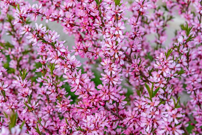 5 DWARF RUSSIAN ALMOND Prunus Tenella Rose Red Pink Fragrant Flower Shrub Seeds