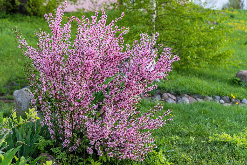5 DWARF RUSSIAN ALMOND Prunus Tenella Rose Red Pink Fragrant Flower Shrub Seeds
