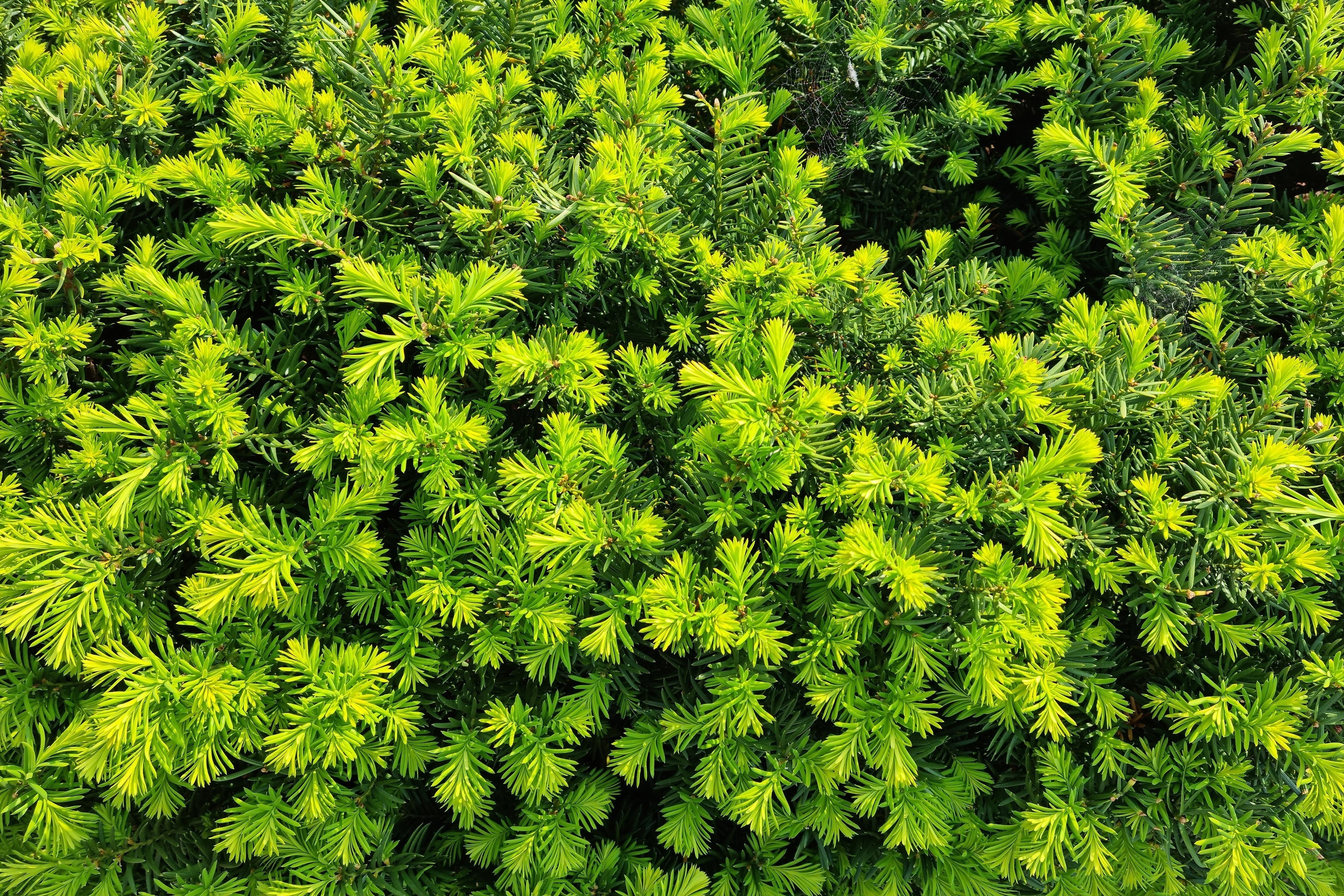 10 ENGLISH YEW Taxus Baccata Tree Shrub Conifer Sun or Shade Red Ornamental Berry Seeds