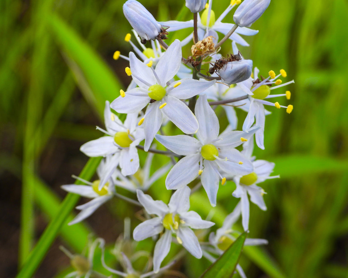 25 Blue WILD HYACINTH Camassia Scilloides Eastern Camas Lily Native Flower Seeds