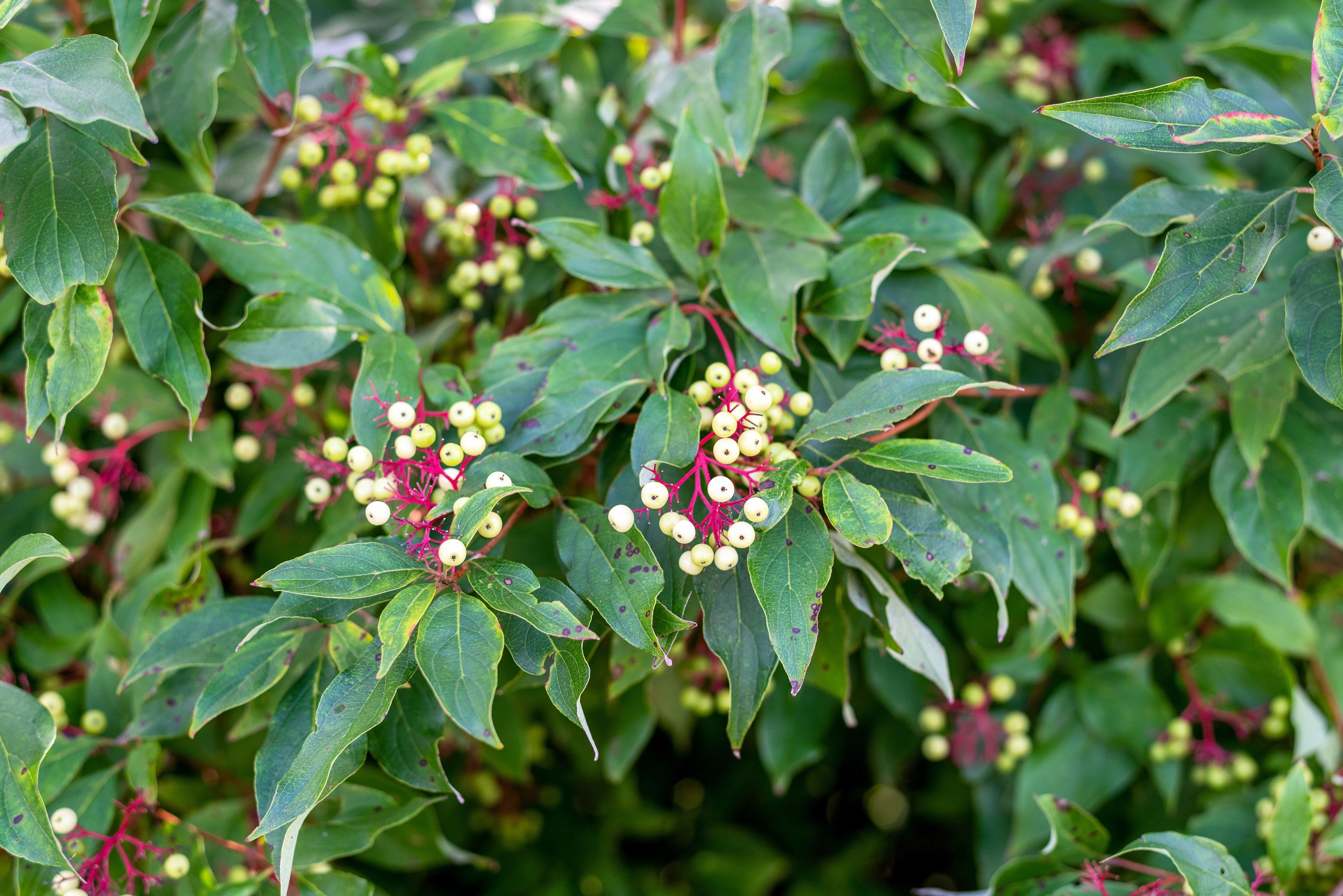 20 RED TWIG DOGWOOD American Red Osier Shrub White Flower Cornus Sericea Seeds