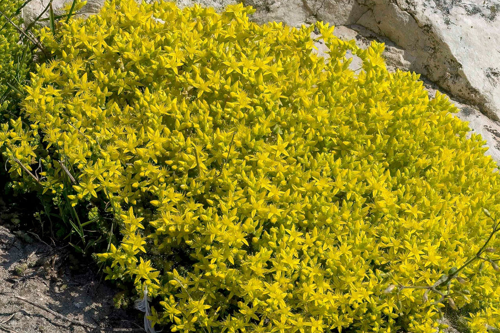 200 GOLDEN CARPET SEDUM Acre Gold Moss Stonecrop Flower Seeds