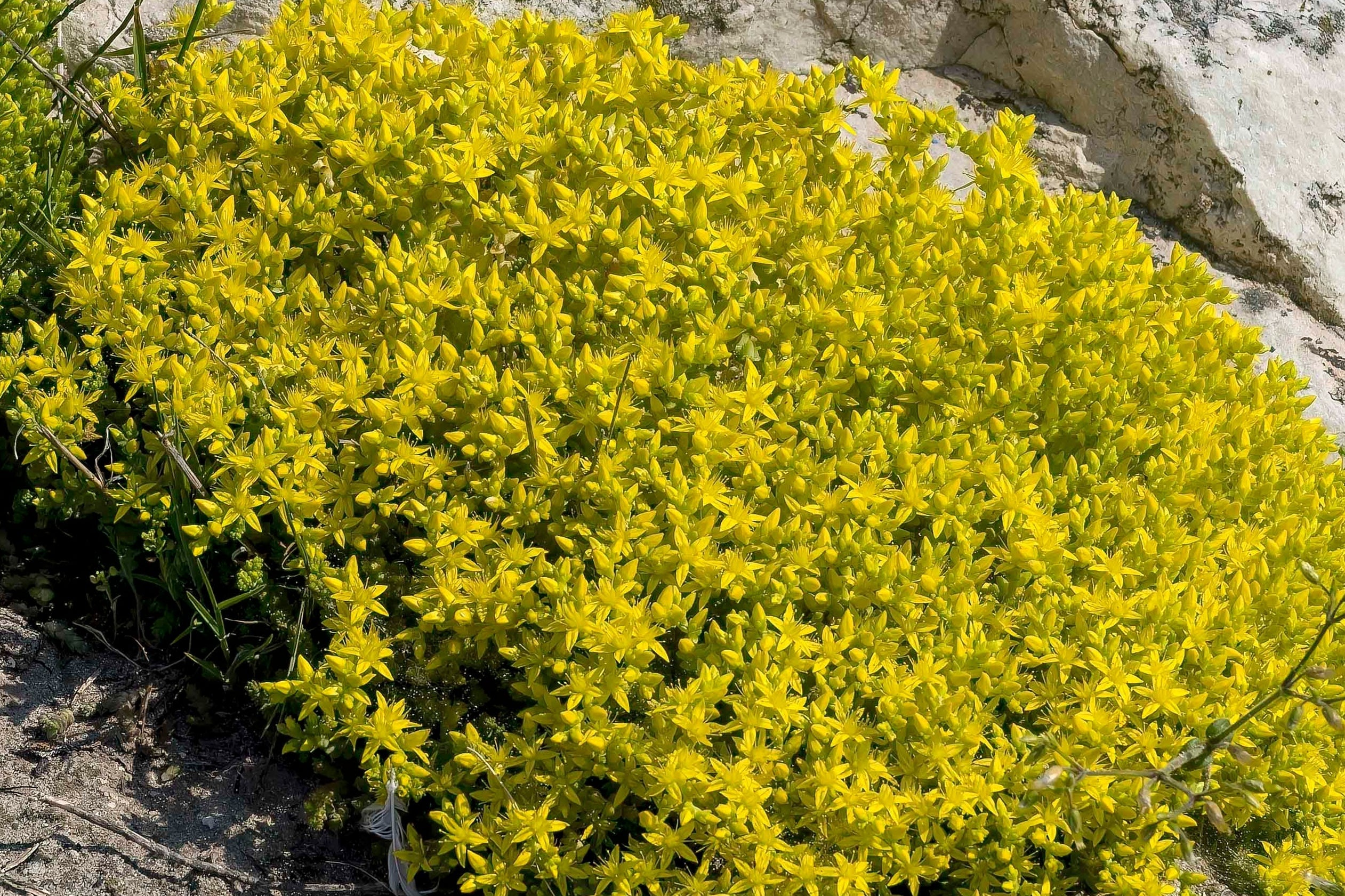 200 GOLDEN CARPET SEDUM Acre Gold Moss Stonecrop Flower Seeds