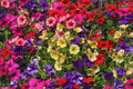 250 MIXED COLORS PETUNIA Flower Seeds