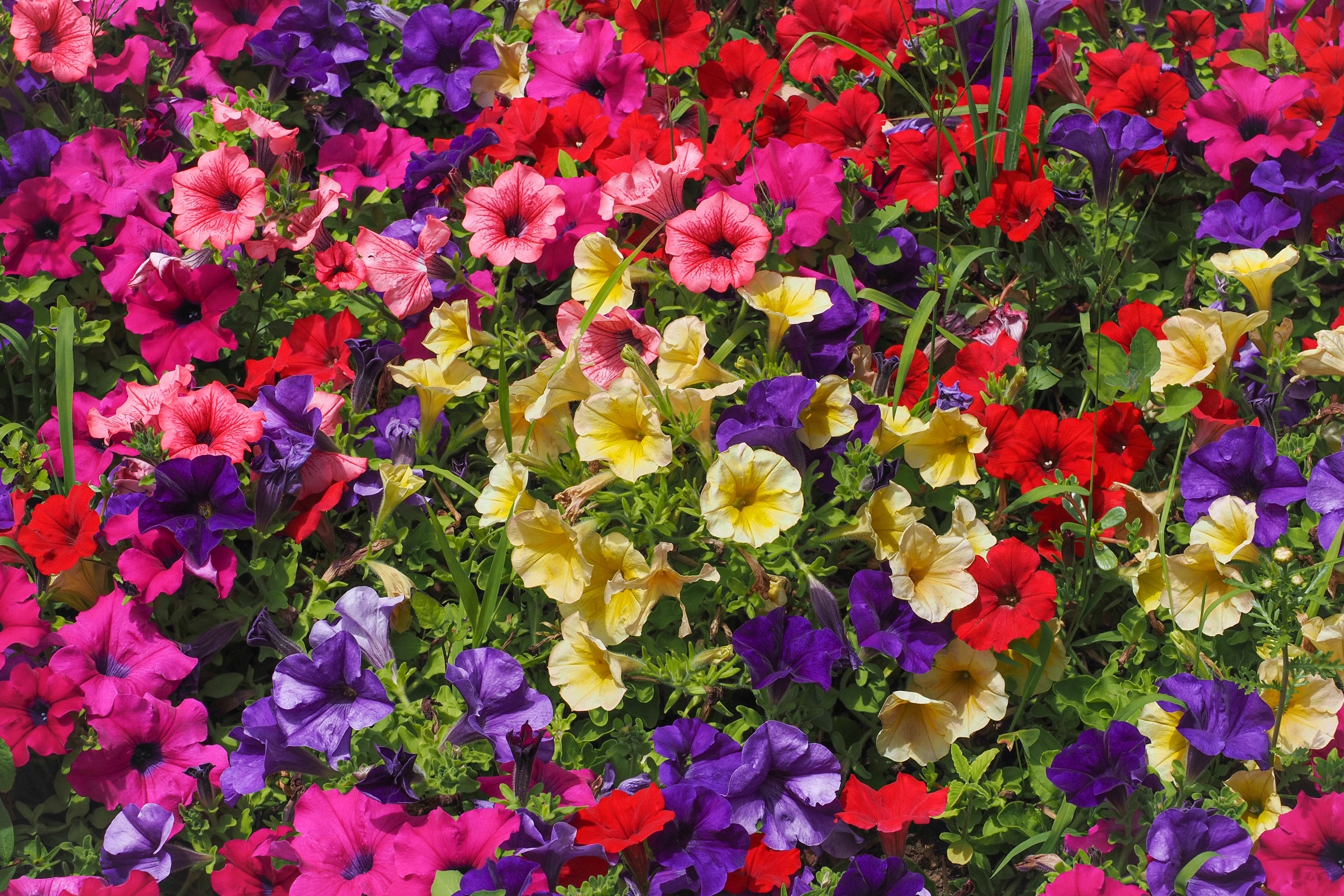 250 MIXED COLORS PETUNIA Flower Seeds