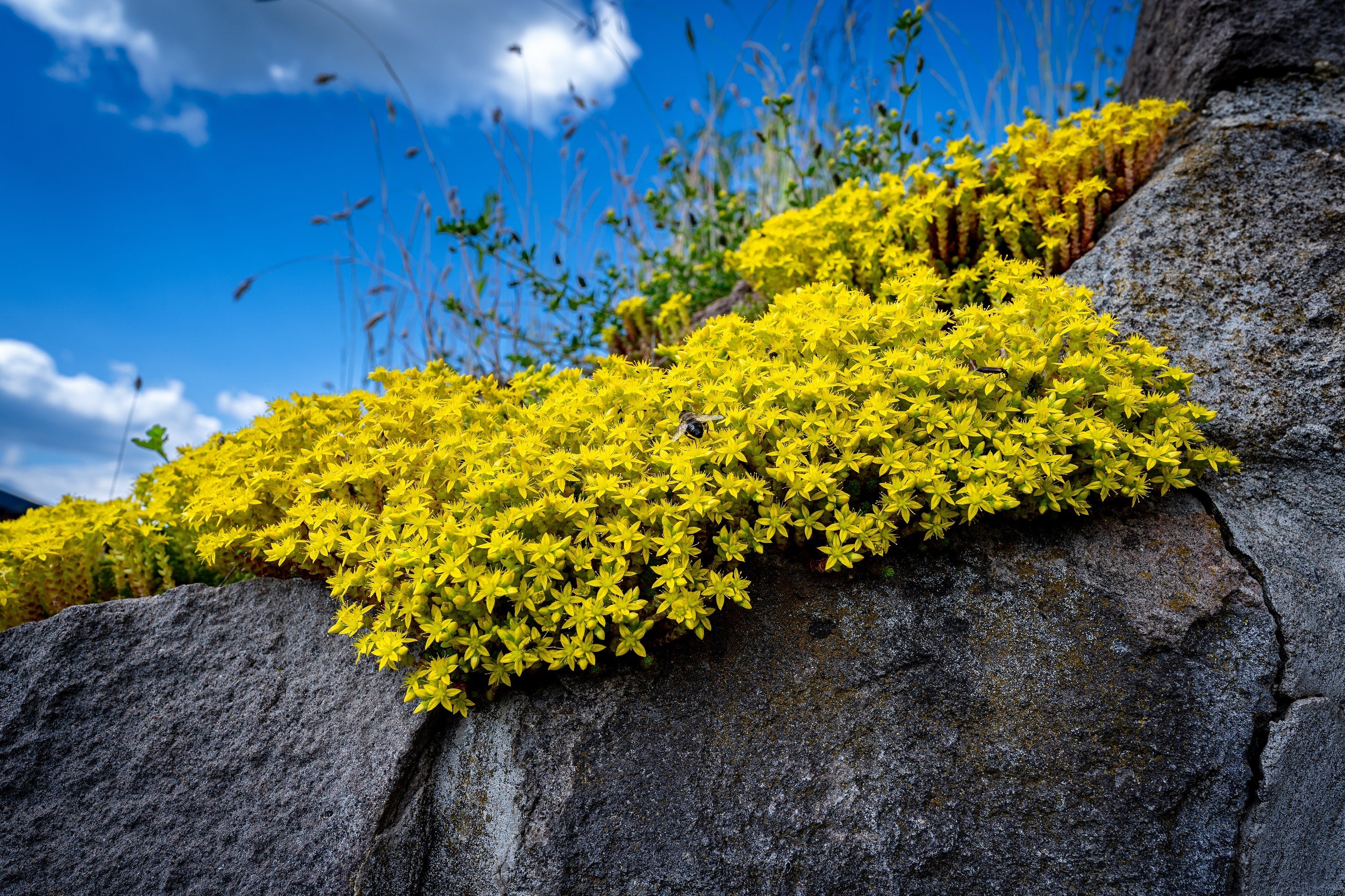 200 GOLDEN CARPET SEDUM Acre Gold Moss Stonecrop Flower Seeds
