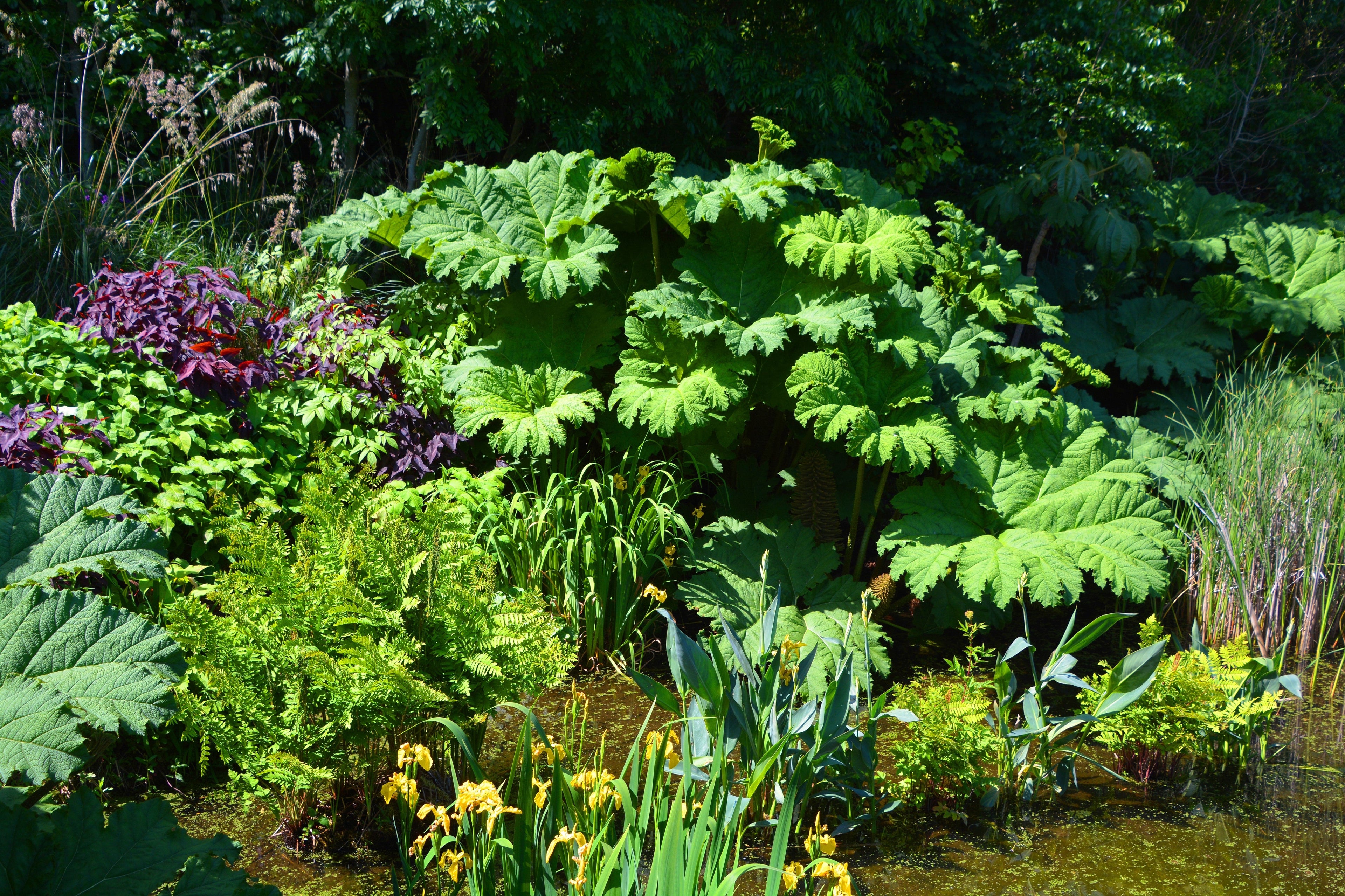 10 GUNNERA MANICATA 6' Leaves! Giant Rhubarb Dinosaur Plant Moist Shade Red Flower Seeds