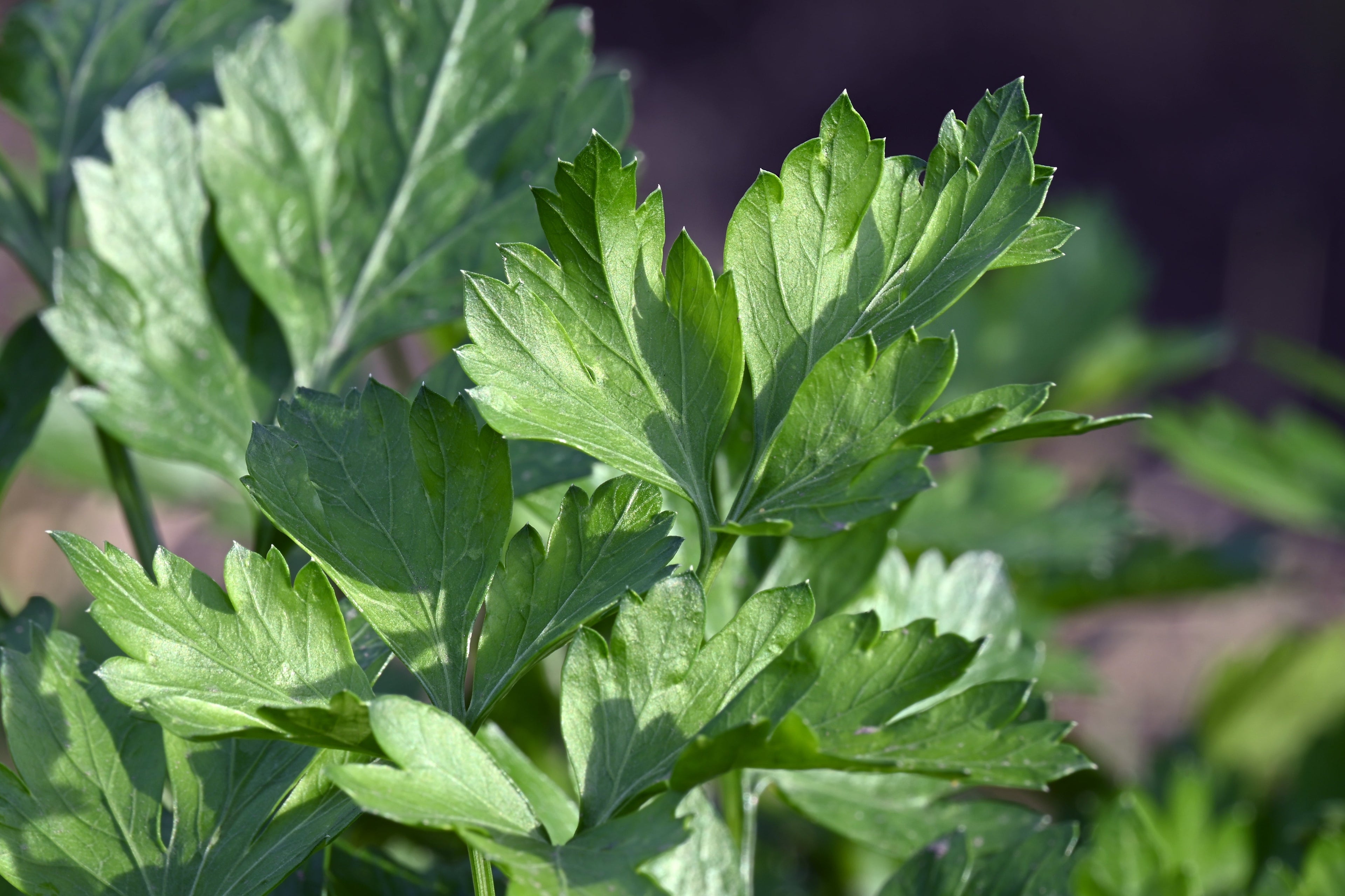 1000 HAMBURG ROOTED PARSLEY Petroselinum Crispum Tuberosum Root Vegetable Seeds