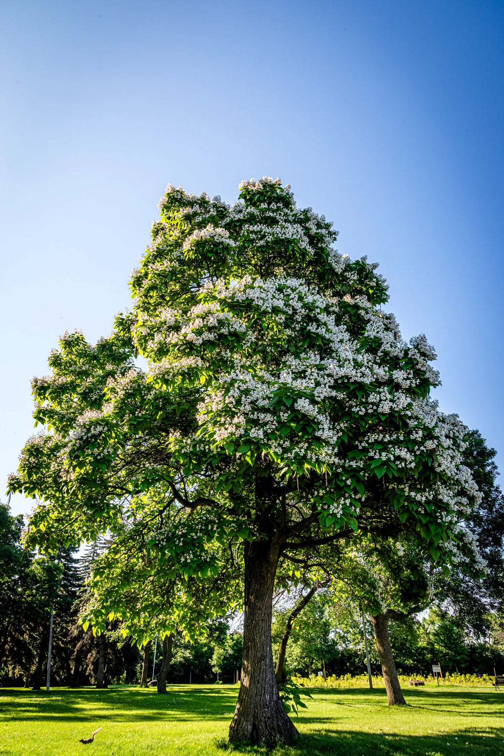 50 Flowering NORTHERN CATALPA Speciosa TREE Seeds (aka Western Catalpa or Catawba / Indian Cigar / Fish-Bait)