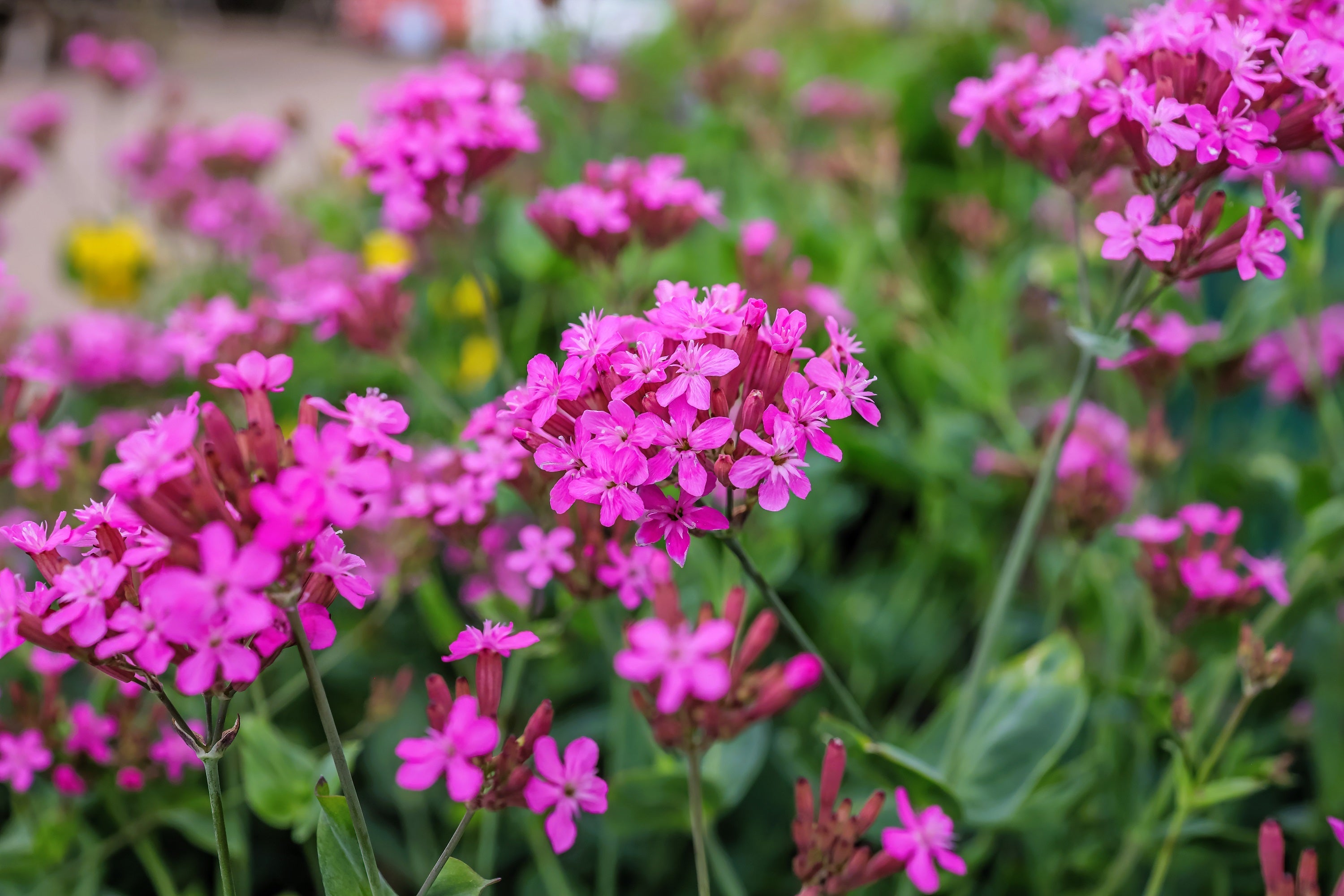 1000 TALL CATCHFLY (Campion / None So Pretty) Silene Armeria Pink Flower Seeds