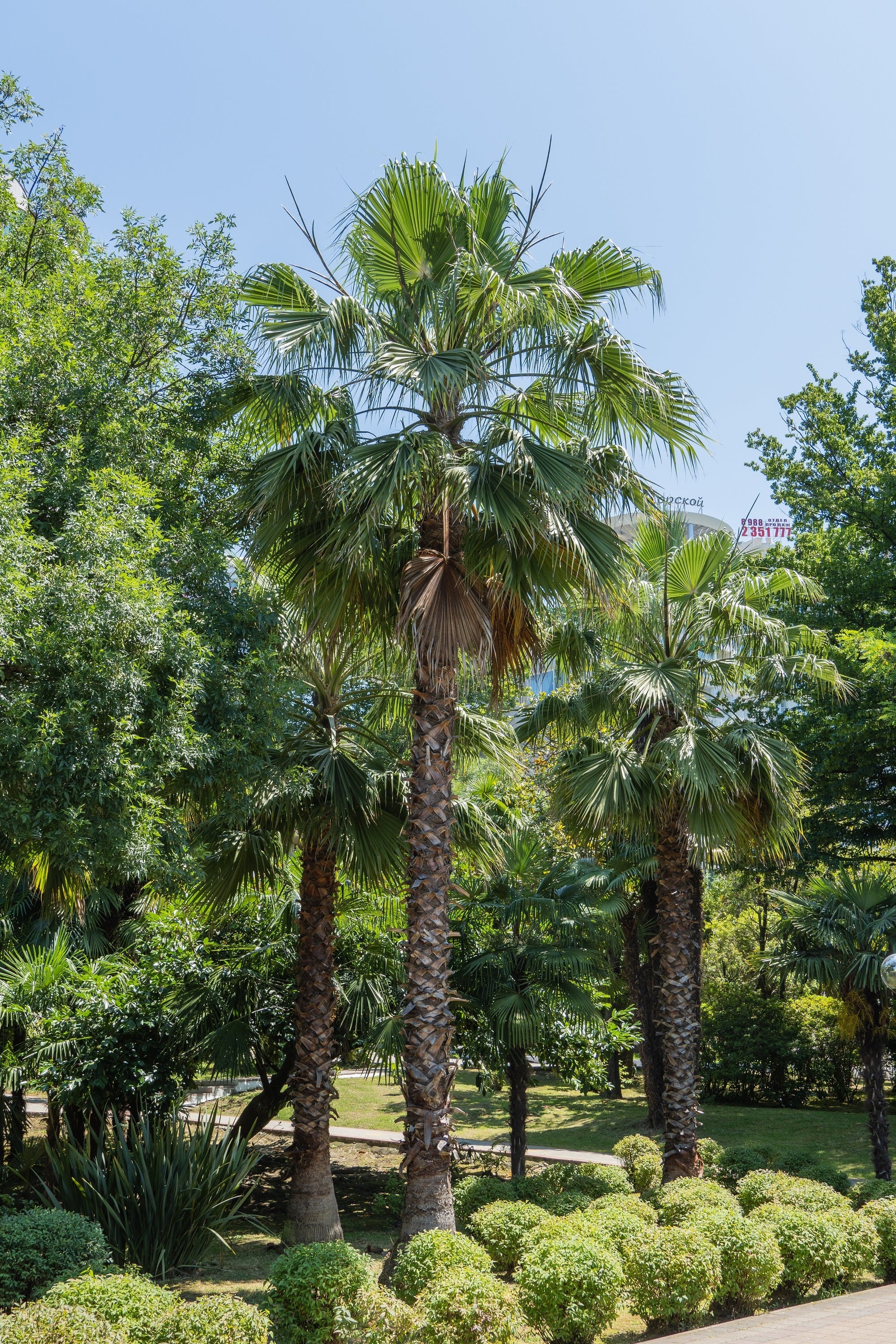 30 CALIFORNIA FAN PALM Tree Petticoat Arizona Desert Washingtonia Filifera Seeds