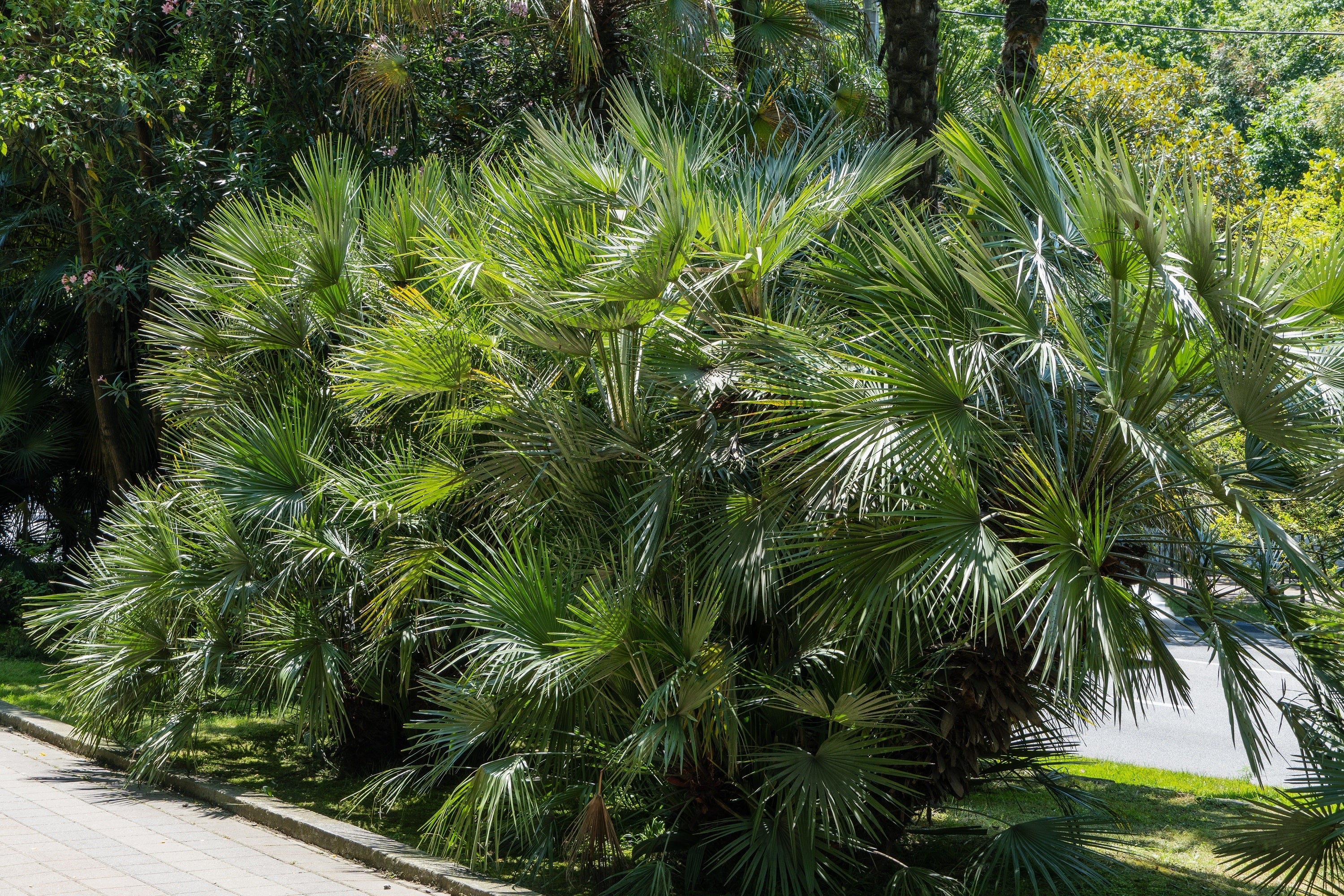 30 CALIFORNIA FAN PALM Tree Petticoat Arizona Desert Washingtonia Filifera Seeds