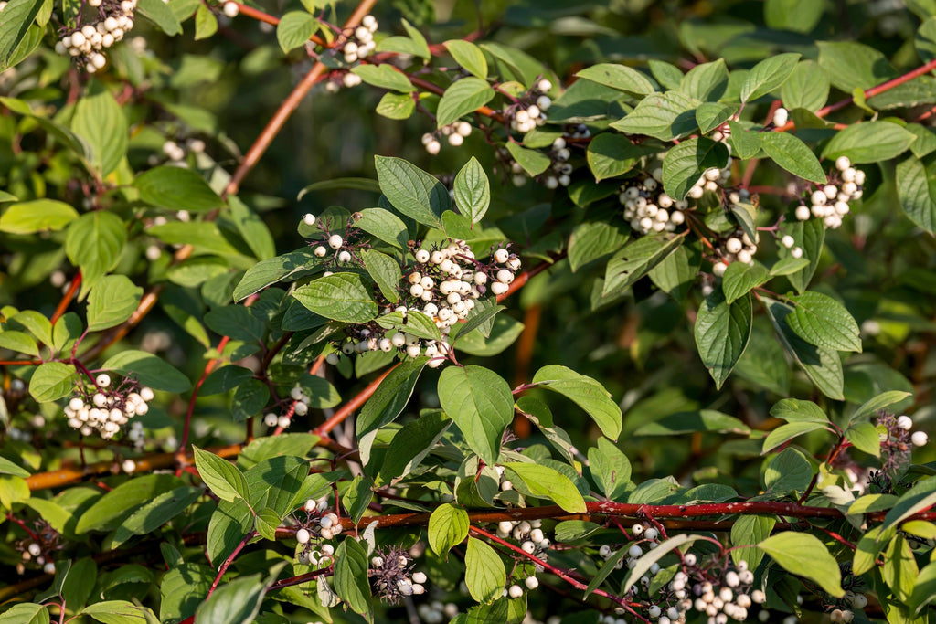 20 RED TWIG DOGWOOD American Red Osier Shrub White Flower Cornus Sericea Seeds