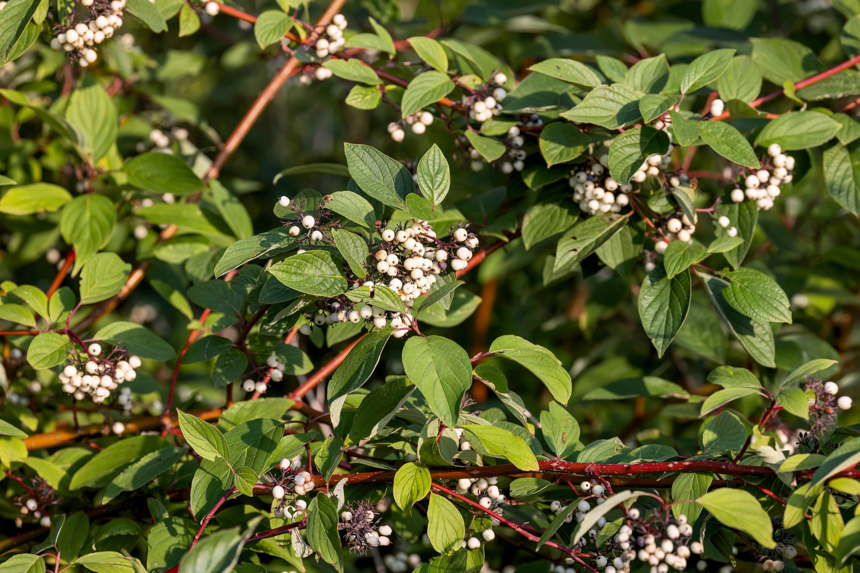 20 RED TWIG DOGWOOD American Red Osier Shrub White Flower Cornus Sericea Seeds
