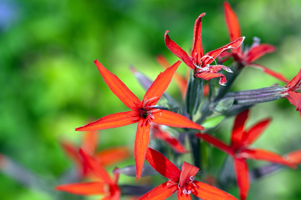 20 ROYAL RED CATCHFLY Hummingbird & Endangered Native Flower Silene Regia Seeds