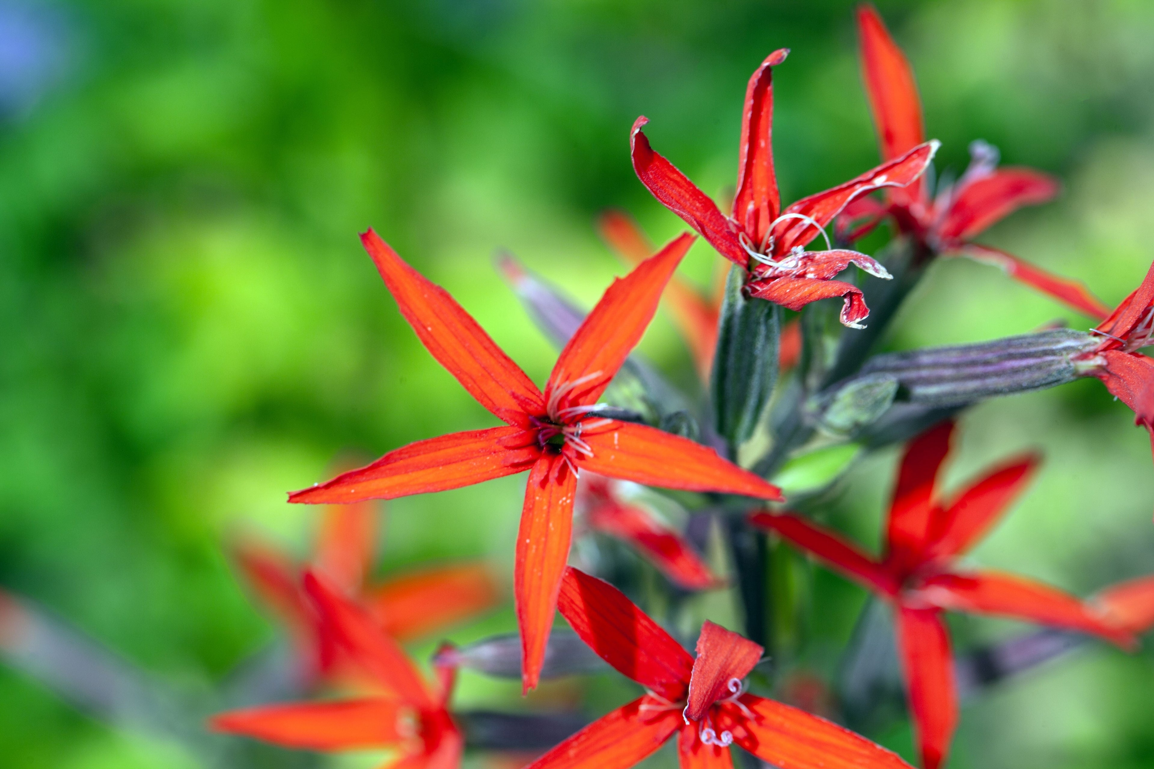 20 ROYAL RED CATCHFLY Hummingbird & Endangered Native Flower Silene Regia Seeds