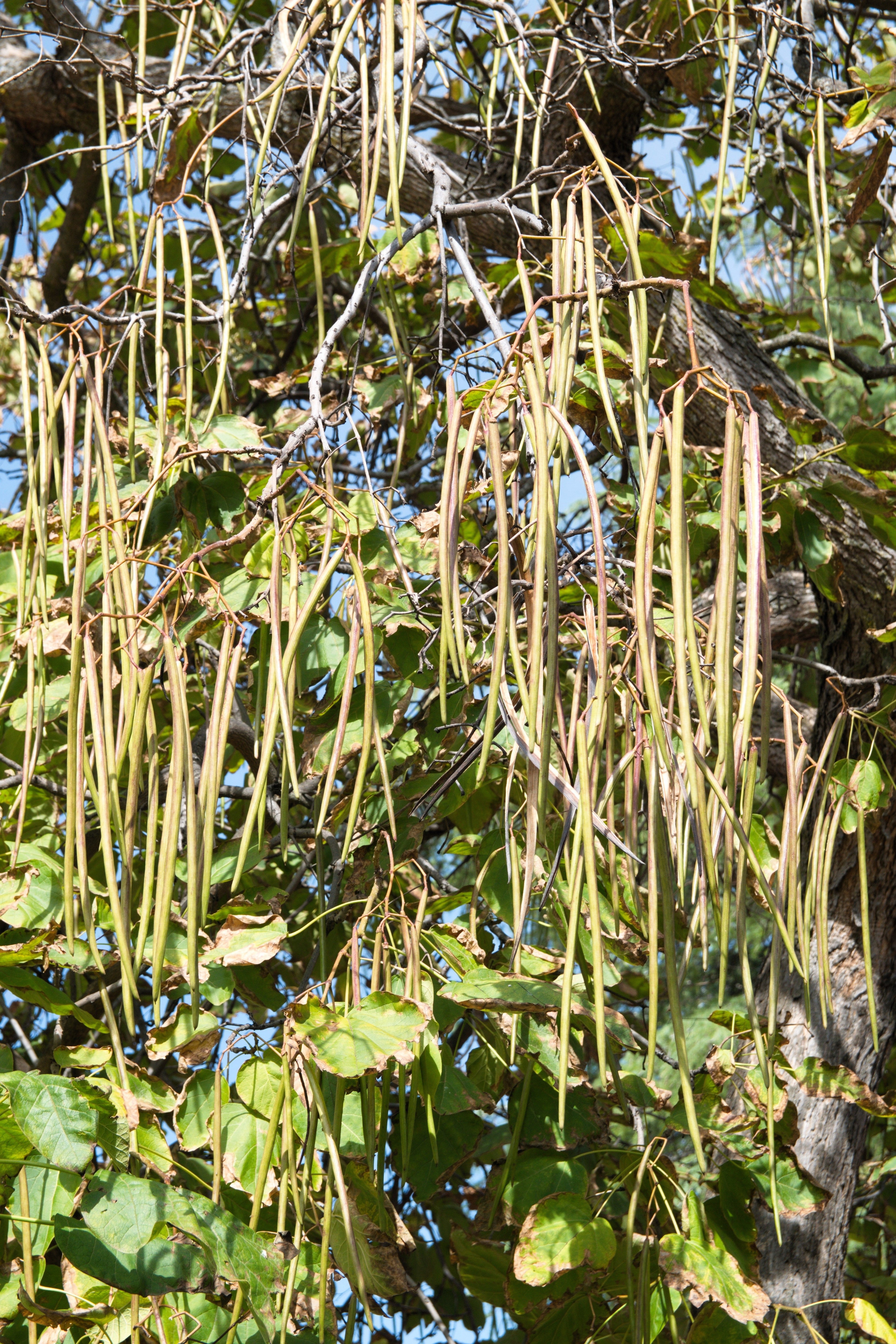 50 Flowering NORTHERN CATALPA Speciosa TREE Seeds (aka Western Catalpa or Catawba / Indian Cigar / Fish-Bait)