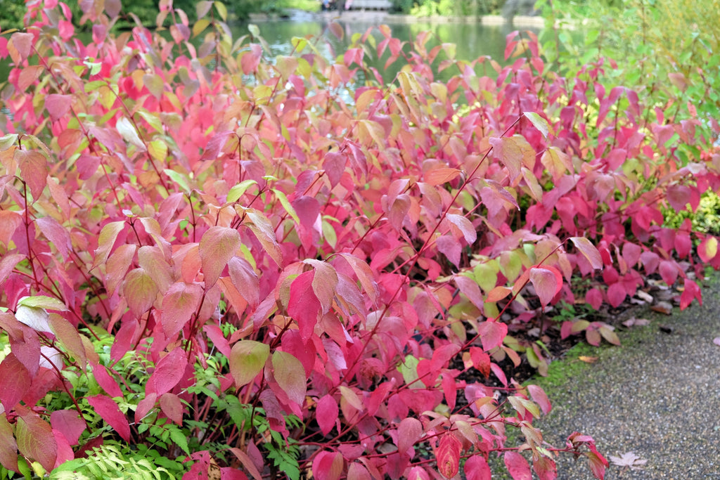 20 RED TWIG DOGWOOD American Red Osier Shrub White Flower Cornus Sericea Seeds