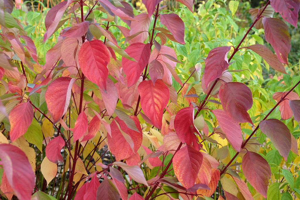 20 RED TWIG DOGWOOD American Red Osier Shrub White Flower Cornus Sericea Seeds