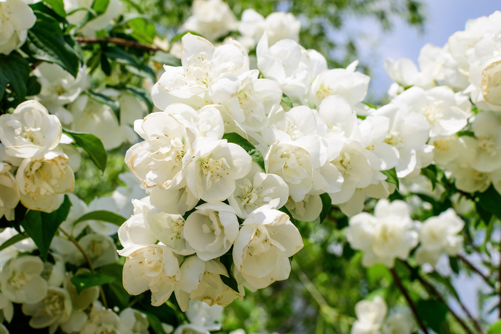 20 SWEET MOCK ORANGE English Dogwood Philadelphus Coronarius Shrub Flower Seeds