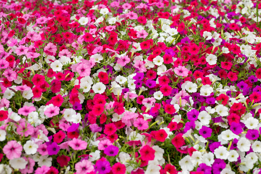 250 MIXED COLORS PETUNIA Flower Seeds