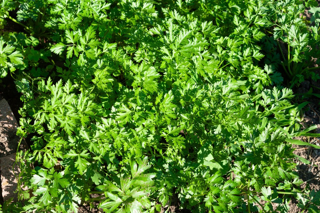 1500 FLAT LEAF PARSLEY Seeds Petroselinum Crispum Plain Single Italian Parsley Seeds