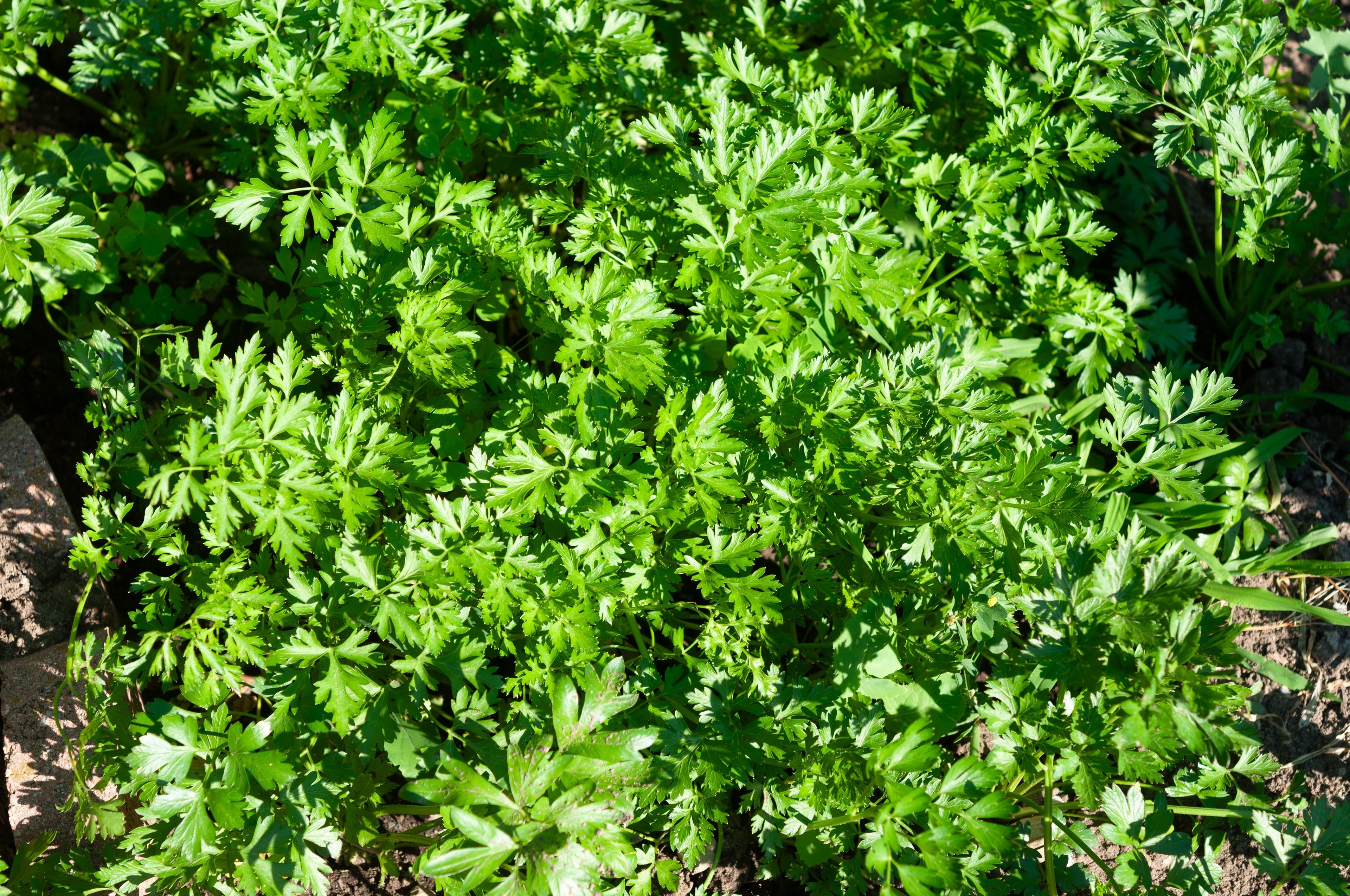 1500 FLAT LEAF PARSLEY Seeds Petroselinum Crispum Plain Single Italian Parsley Seeds