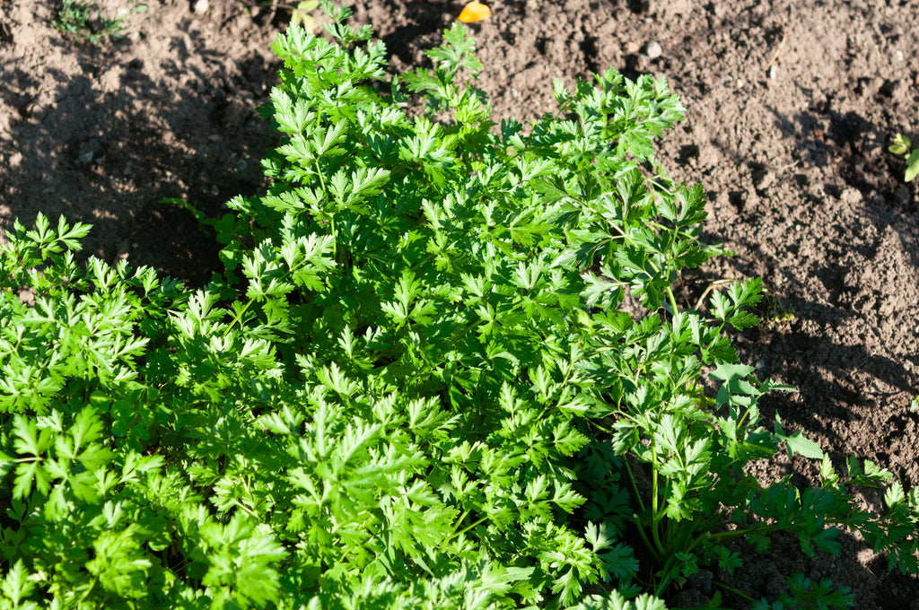 1500 FLAT LEAF PARSLEY Seeds Petroselinum Crispum Plain Single Italian Parsley Seeds