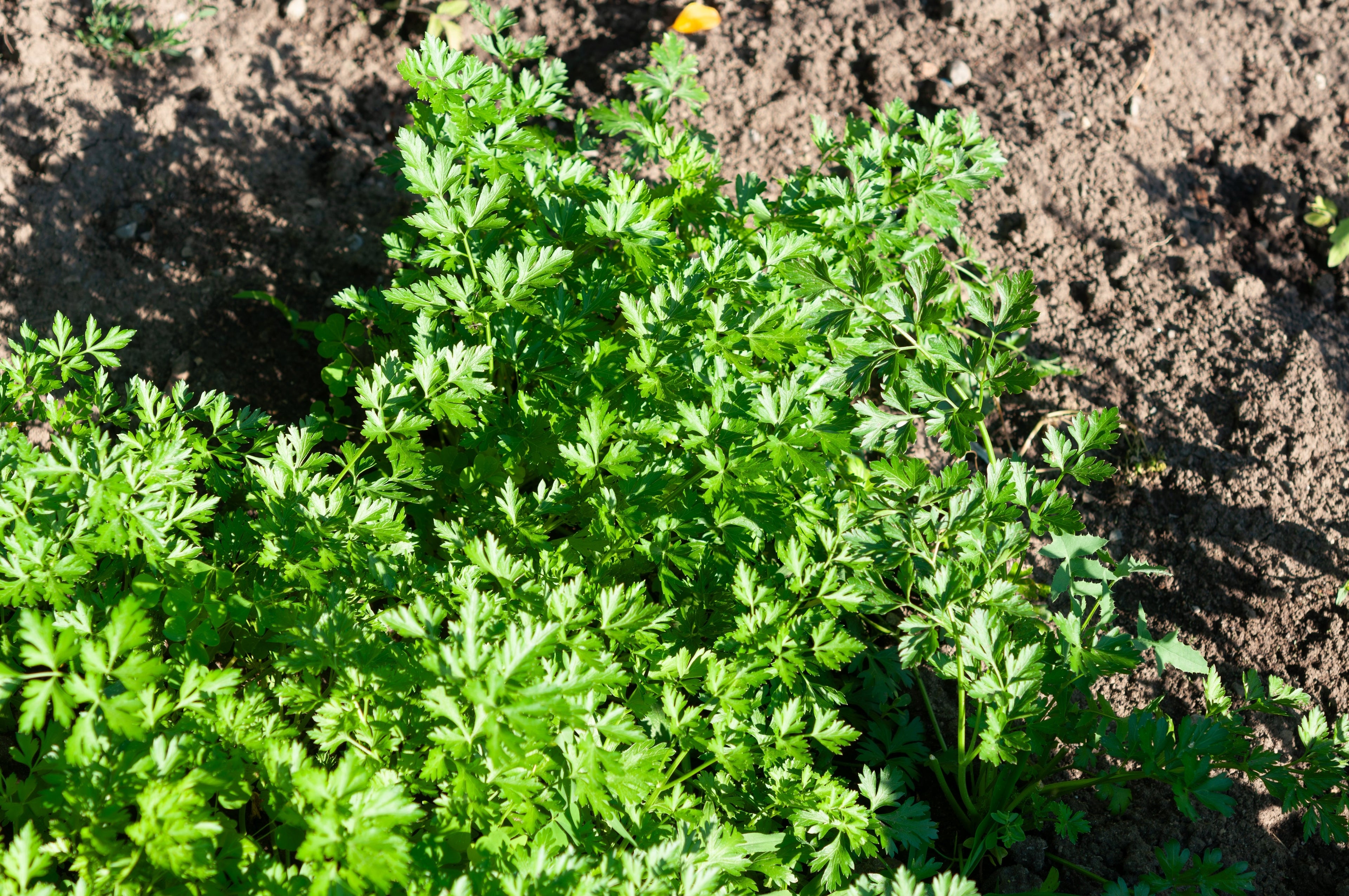 1500 FLAT LEAF PARSLEY Seeds Petroselinum Crispum Plain Single Italian Parsley Seeds
