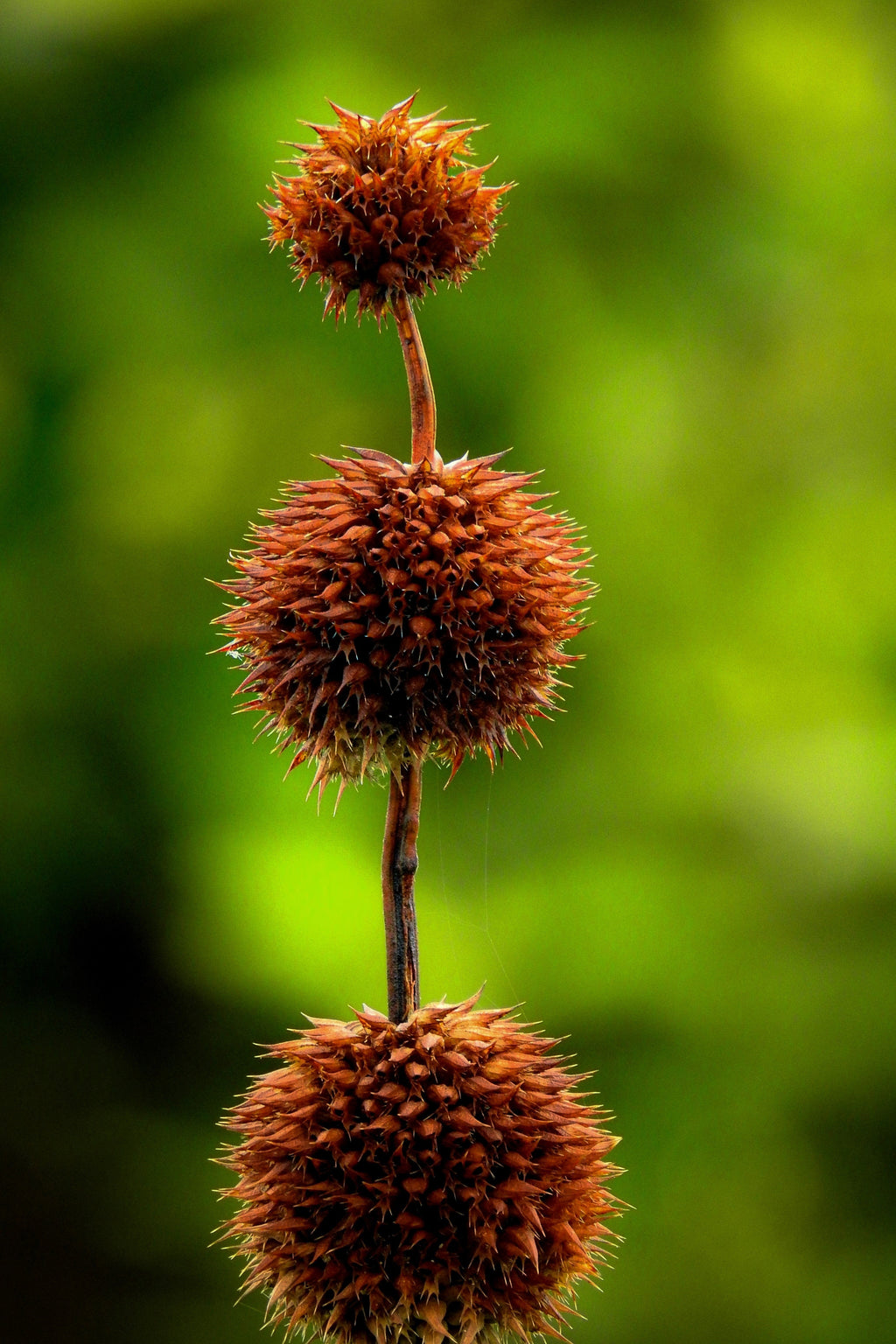 25 KLIP DAGGA (Lions Ear / Lions Tail / Wild Klip Dagga) Leonotis Nepetifolia Flower Seeds