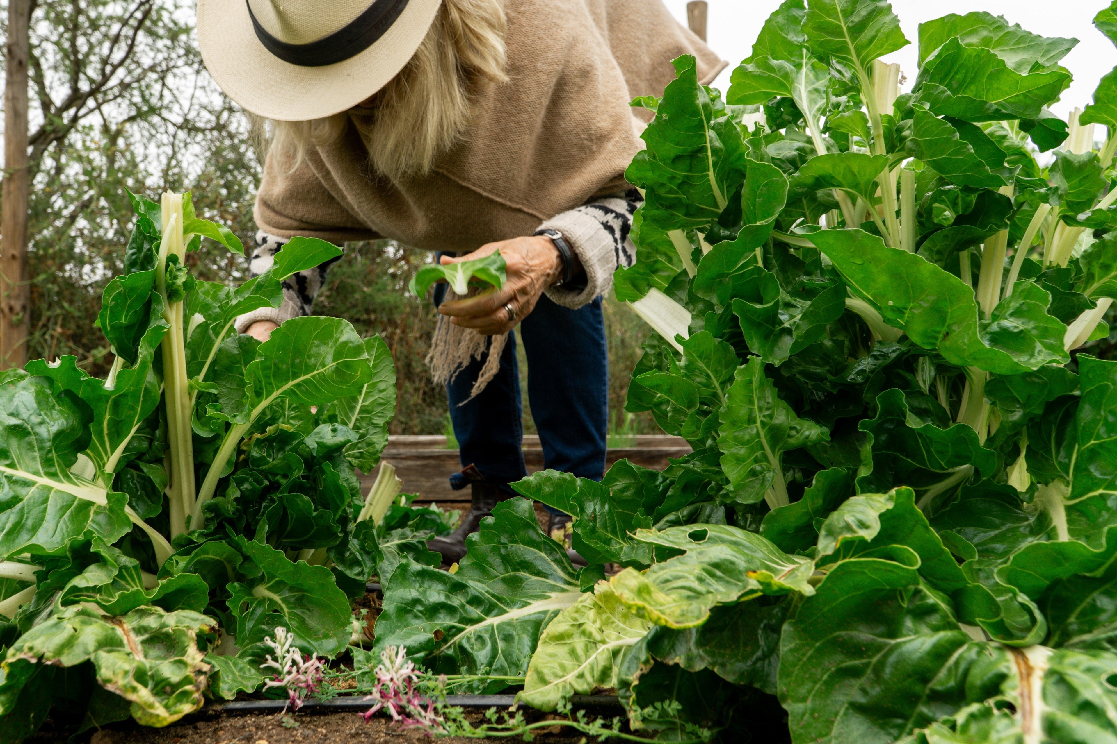 300 LUCULLUS SWISS CHARD Beta Vulgaris White Perpetual Spinach Vegetable Seeds