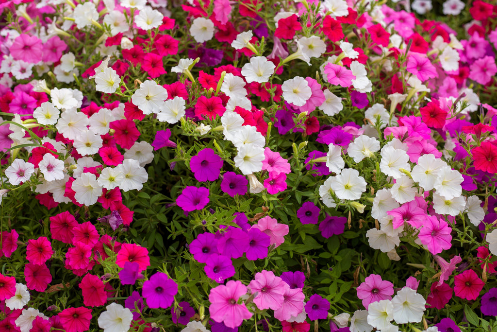 250 Mixed Colors DWARF PETUNIA Pink Red Purple White Bicolor Flower Seeds