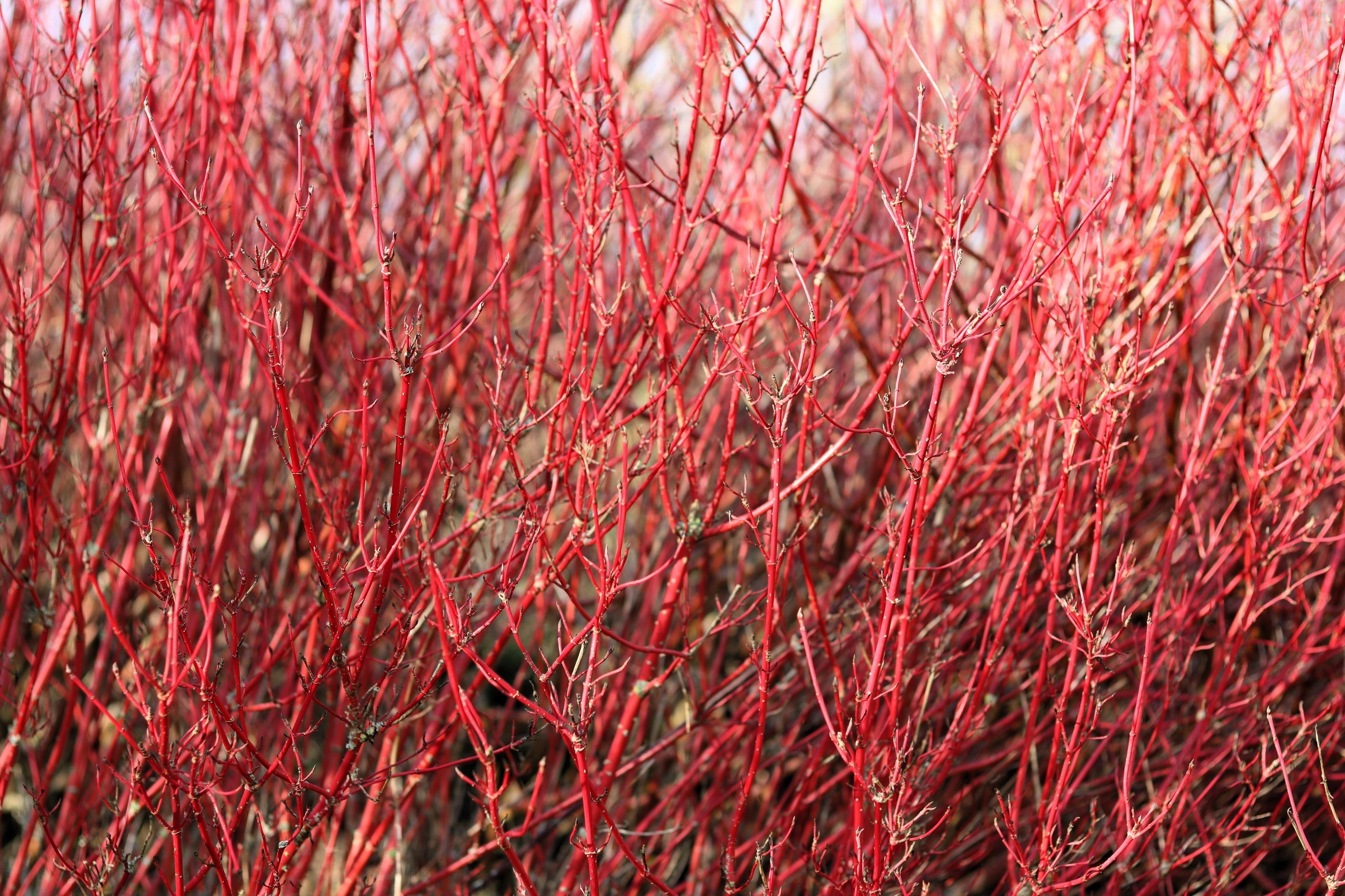 20 RED TWIG DOGWOOD American Red Osier Shrub White Flower Cornus Sericea Seeds