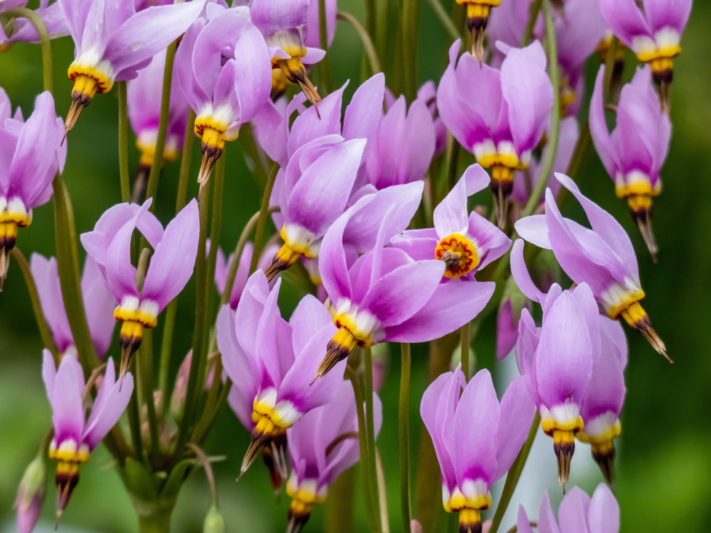 25 MIDLAND SHOOTING STAR (Flamingo Flower / Birds Bills / Prairie Pointer) Dodecatheon Meadia Flower Seeds