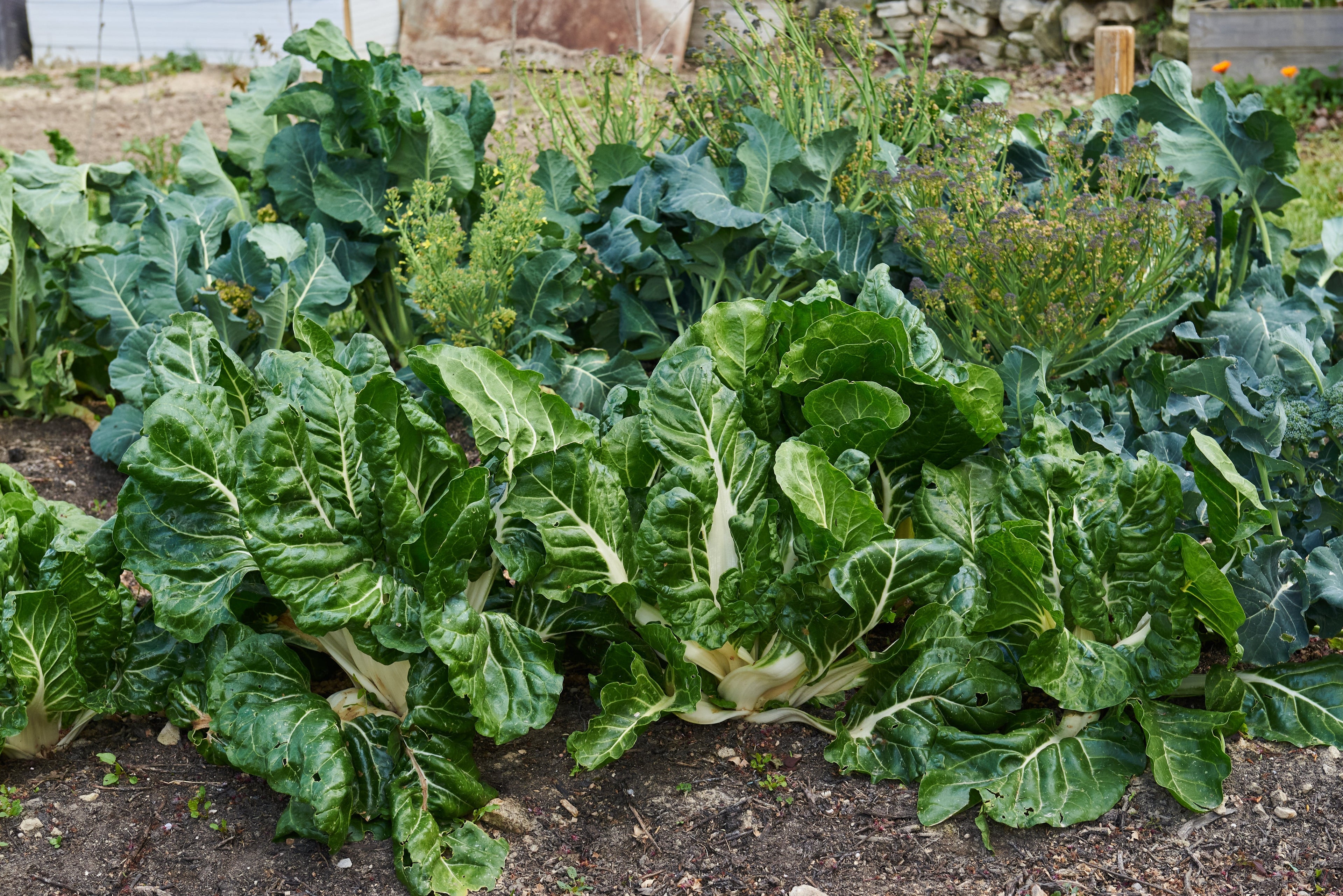 300 LUCULLUS SWISS CHARD Beta Vulgaris White Perpetual Spinach Vegetable Seeds