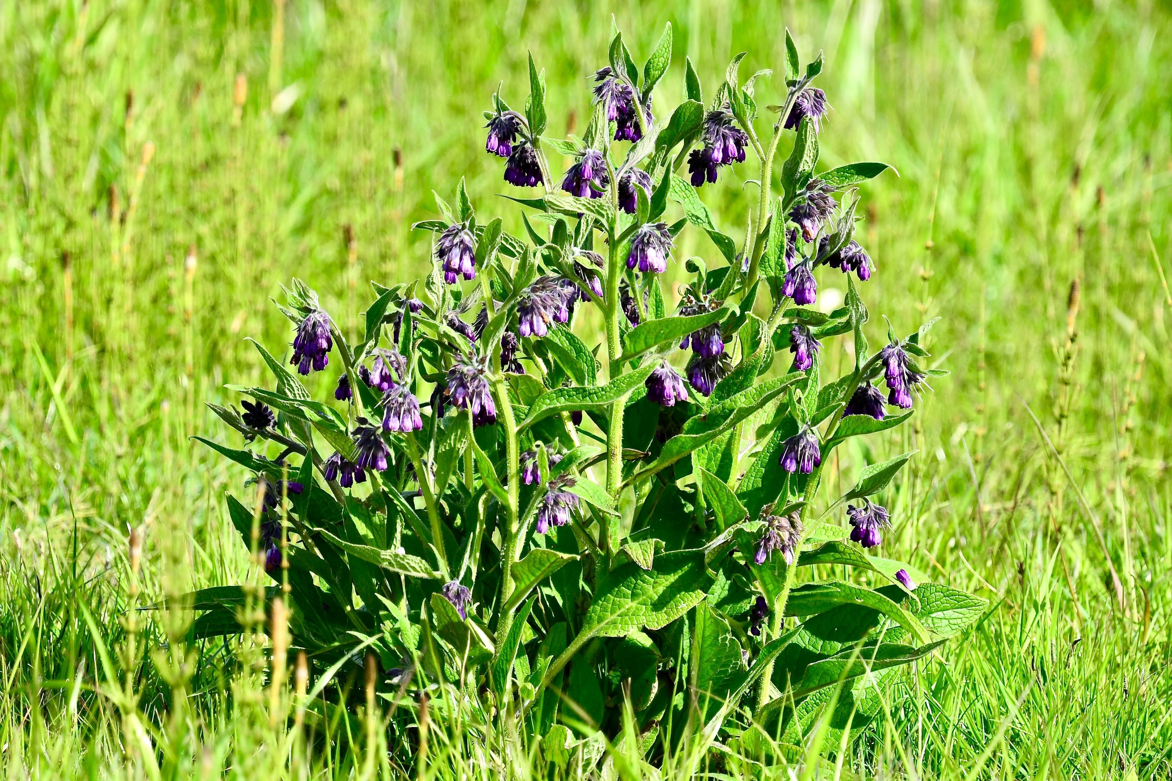 10 TRUE COMFREY Comphrey Symphytum Officinale Herb Seeds Purple Flowers